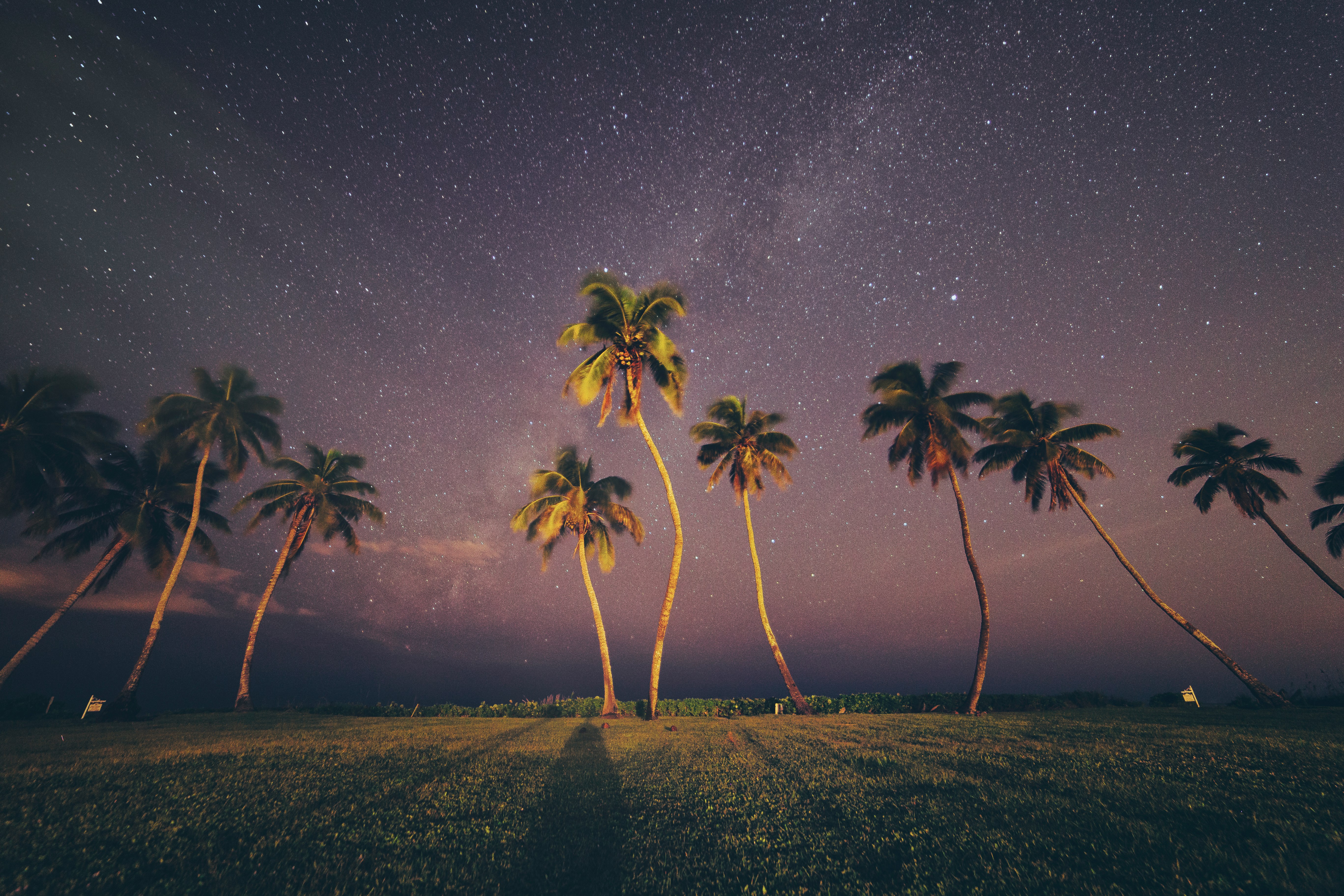 coconut trees under sky